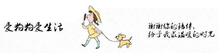 狗狗换牙要注意些什么,狗狗换牙期间应注意哪些问题