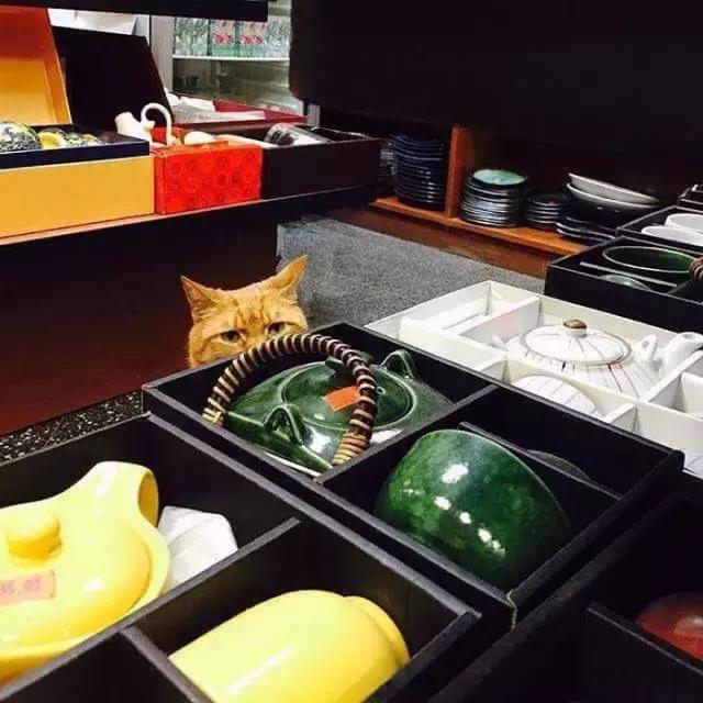 这几只喵星人，自己旅行、当护士、萌爆啦！