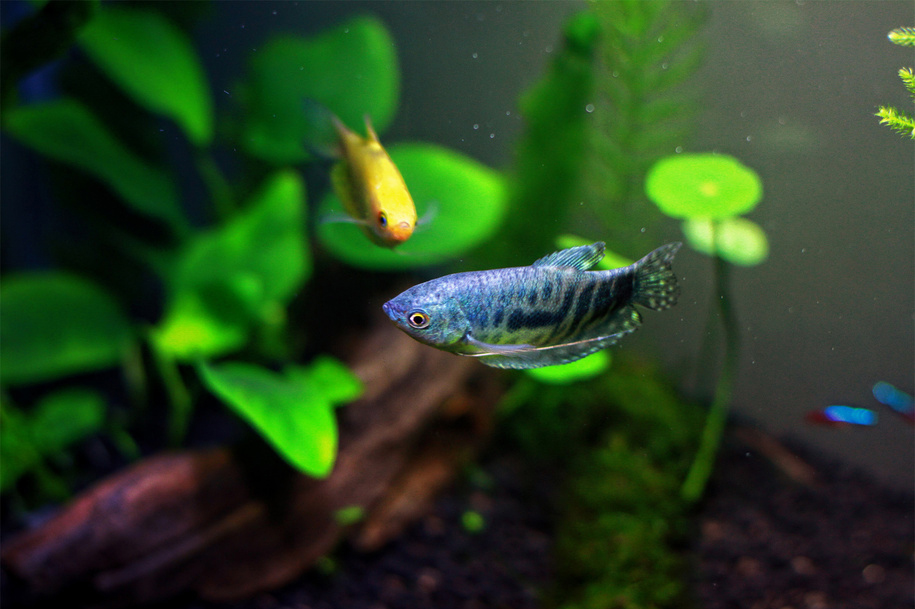 热带小型观赏鱼曼龙鱼一天喂几次,曼龙鱼能够和热带小鱼一起养么