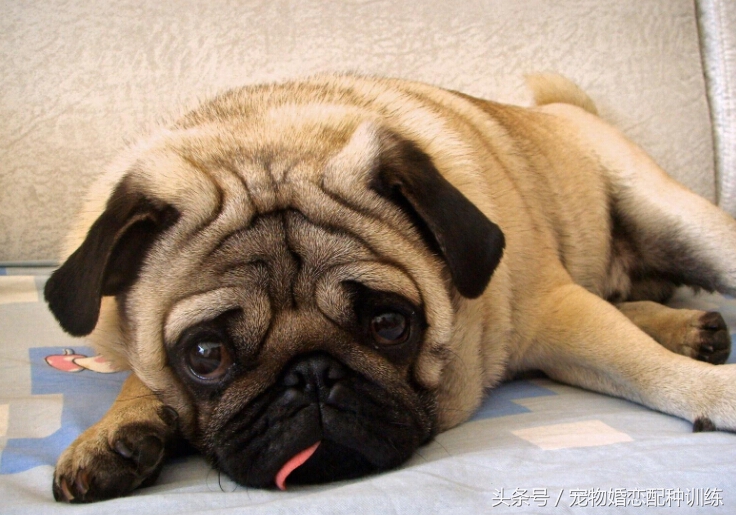 感情丰富、个性开朗，走起路来像拳击手，中国斧头犬