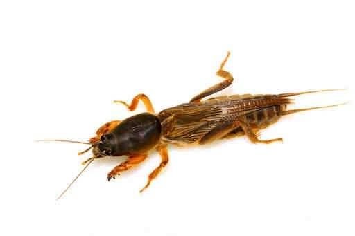 吃货科普小龙虾,360度无死角吃货