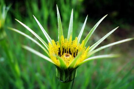 路边的花草也能治愈生活,路边的花能够带回家种吗