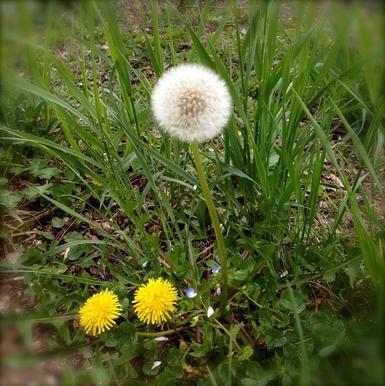 路边的花草也能治愈生活,路边的花能够带回家种吗