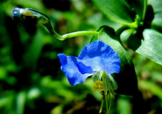 路边的花草也能治愈生活,路边的花能够带回家种吗