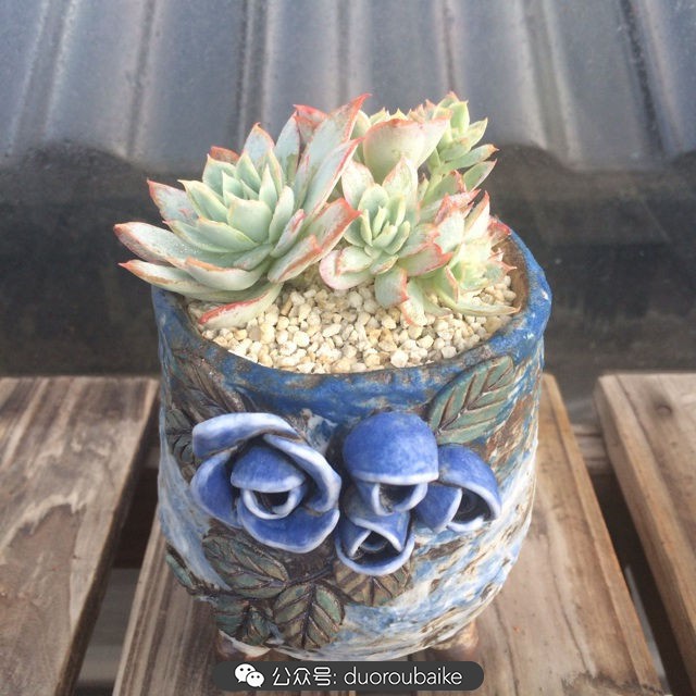 多肉植物新手养护指南最新,多肉植物养护的基础知识