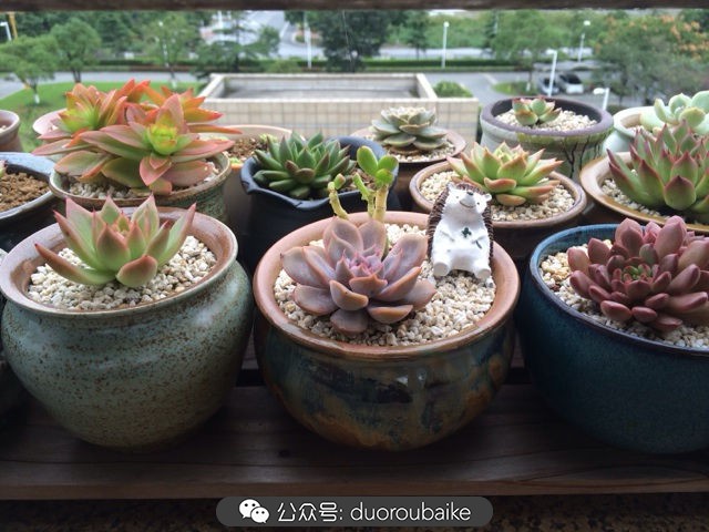 多肉植物新手养护指南最新,多肉植物养护的基础知识