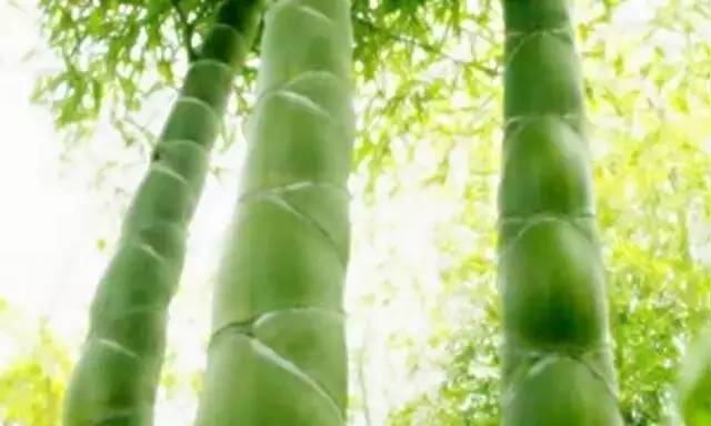 马云称：这是中国独有智慧，比任何材质更具风韵气质-竹，风