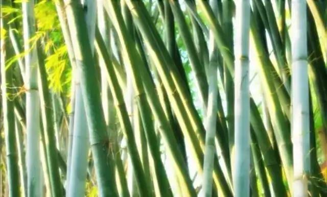 马云称：这是中国独有智慧，比任何材质更具风韵气质-竹，风