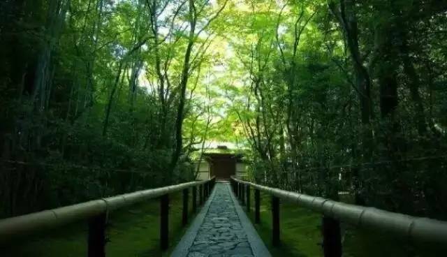 马云称：这是中国独有智慧，比任何材质更具风韵气质-竹，风