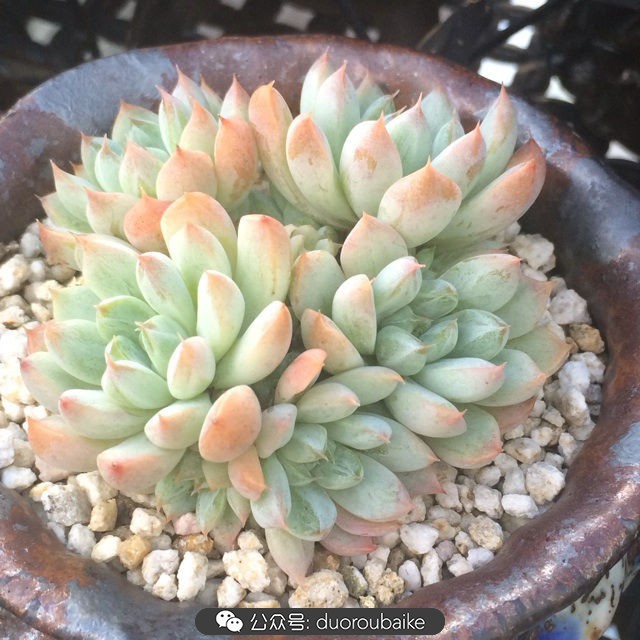 多肉植物新手养护指南最新,多肉植物养护的基础知识