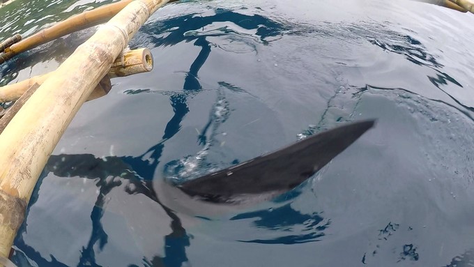 菲律宾潜水攻略 (菲律宾潜水游记)