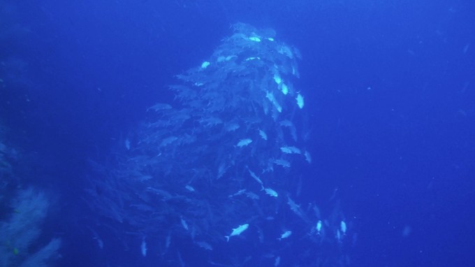 菲律宾潜水攻略 (菲律宾潜水游记)