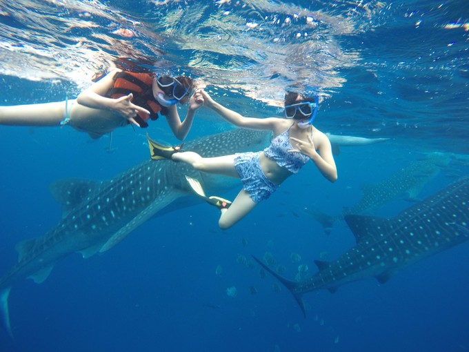 菲律宾潜水攻略 (菲律宾潜水游记)