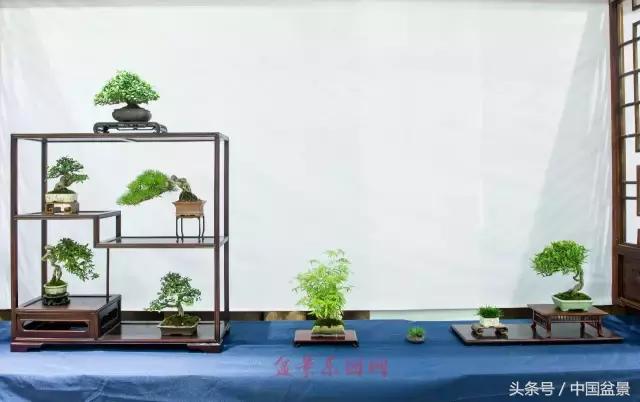 哪些野草合适微型盆景,小品盆景和微型盆景有区别吗
