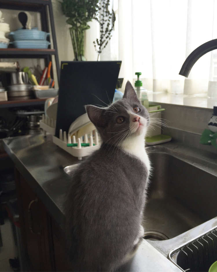 厨房窗户用什么窗帘,厨房窗户做什么窗帘