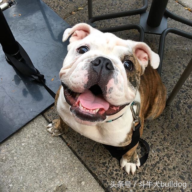 养英国斗牛犬的优缺点,英国斗牛犬需要注意什么