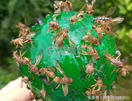 柑橘里长蛆虫能吃吗,吃到蛆柑怎么办