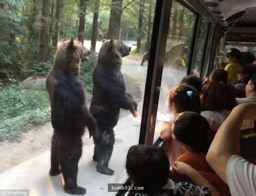 关于熊的那些冷冷冷冷冷知识