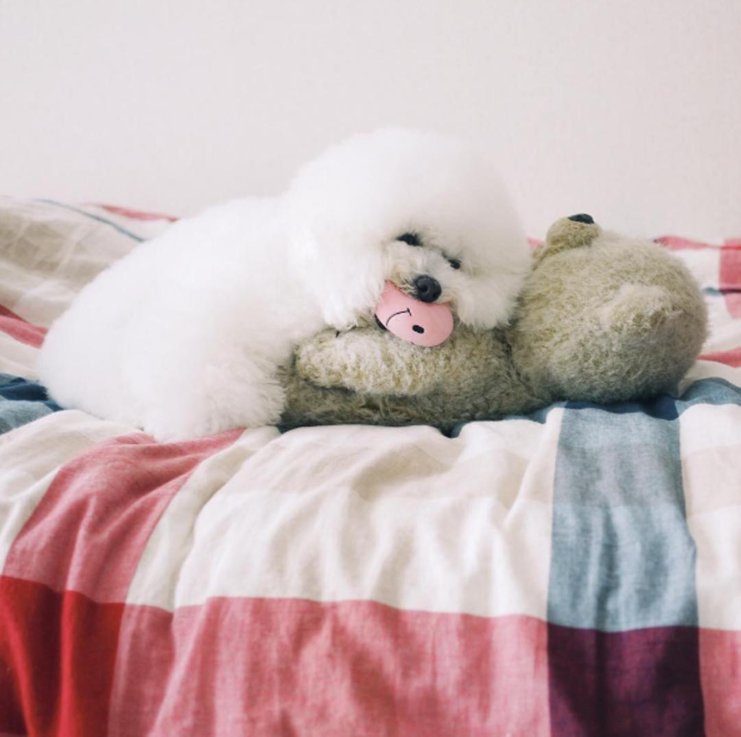 狗狗叼着玩具娃娃,狗狗玩玩具娃娃