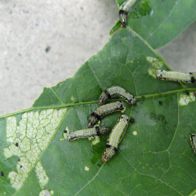 农药苏云金杆菌哪儿有,苏云金杆菌的主要功能