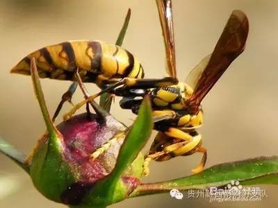 被蜜蜂马蜂蛰了一下该怎么处理,被马蜂蛰了怎么办最有效的方法