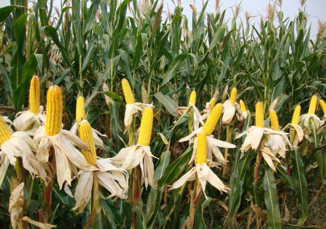 通辽丰盛农产品物流园冻货,通辽丰盛农产品物流园正常营业吗