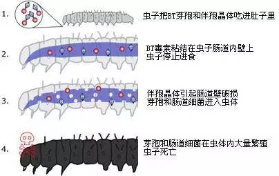 农药苏云金杆菌哪儿有,苏云金杆菌的主要功能