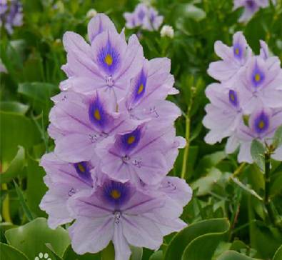 野火烧不尽死灰复燃,野火烧不尽野草