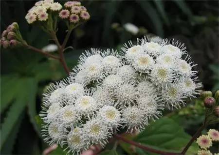 野火烧不尽死灰复燃,野火烧不尽野草