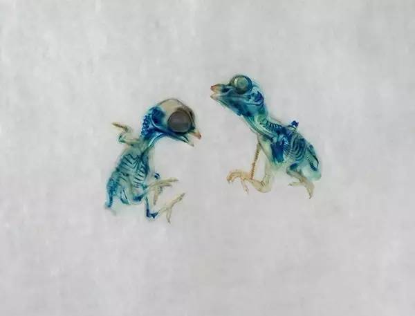 变异生物迷你世界,变异生物有哪些