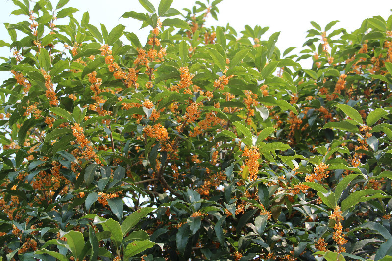 长沙的秋天去哪了,长沙秋天合适去的地方