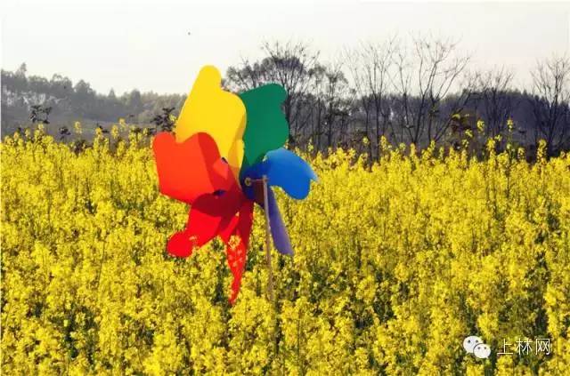 广西最有影响力的7个县,广西优秀的学习榜样