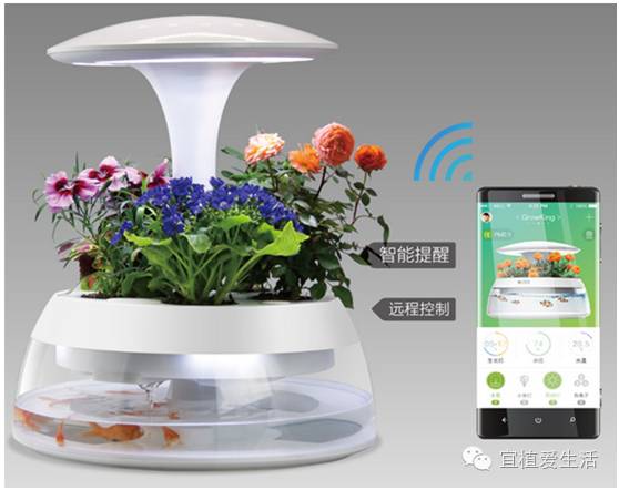 养花容易犯错的六大误区,养花易犯错误