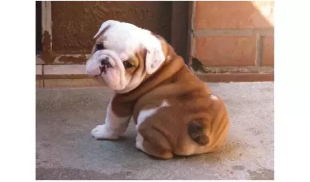 狗狗体臭是什么原因造成,狗狗有体臭怎么去除