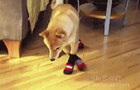 爱情搞笑动态图片,爱情搞笑动态图