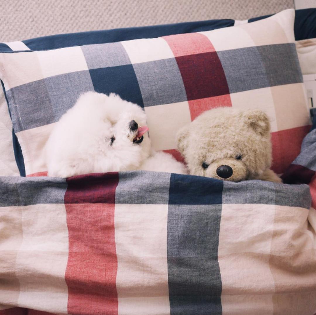 狗狗叼着玩具娃娃,狗狗玩玩具娃娃