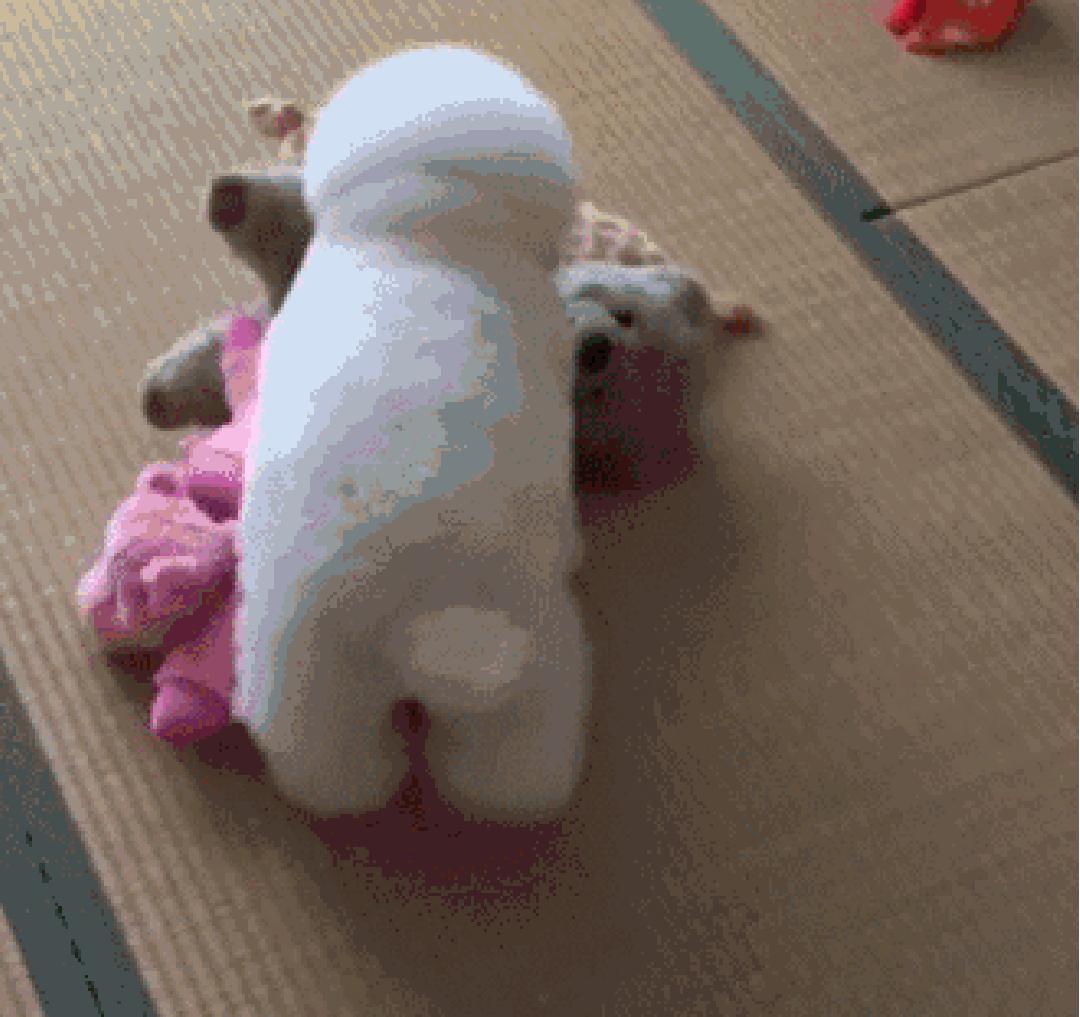 狗狗叼着玩具娃娃,狗狗玩玩具娃娃