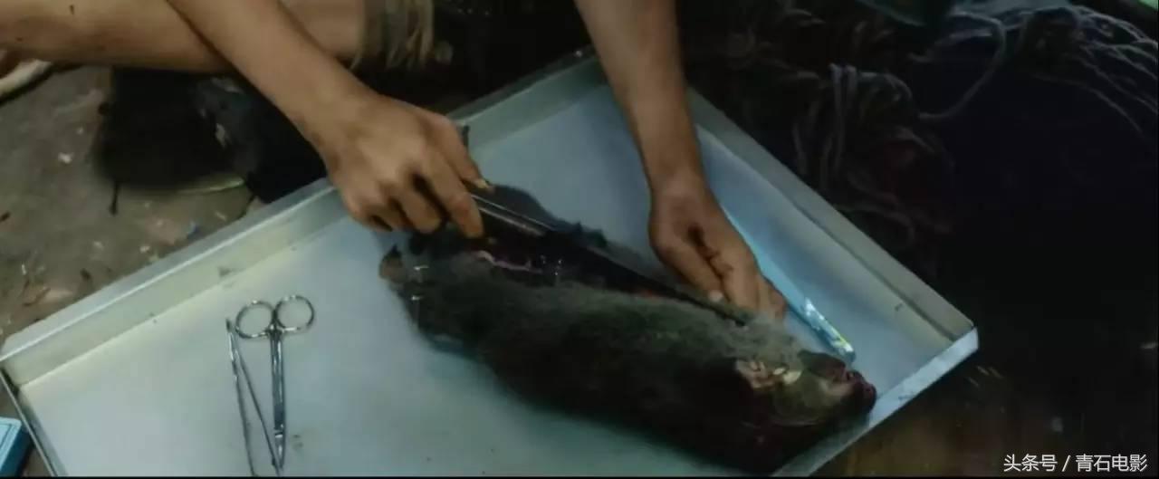 最近上映的丛林新电影,最近上映的丛林动画新电影