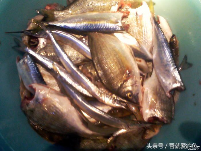 金风送爽桂子飘香鲻鱼肥