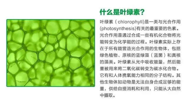 叶绿素焕肤红蓝光,叶绿素能够美容养颜