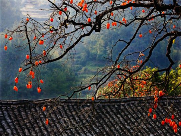 宁波周边秋季好去处,宁波秋季合适游玩的地方