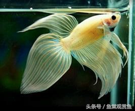 泰国斗鱼有多吸引人,泰国斗鱼动来动去