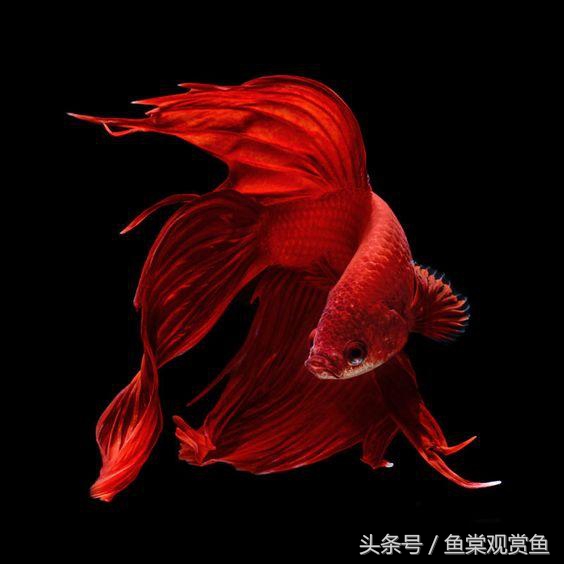 泰国斗鱼有多吸引人,泰国斗鱼动来动去