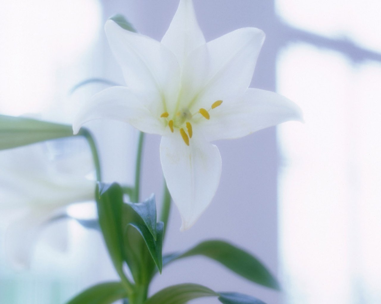 猫咪绝对不能吃的东西,猫咪能吃的食物