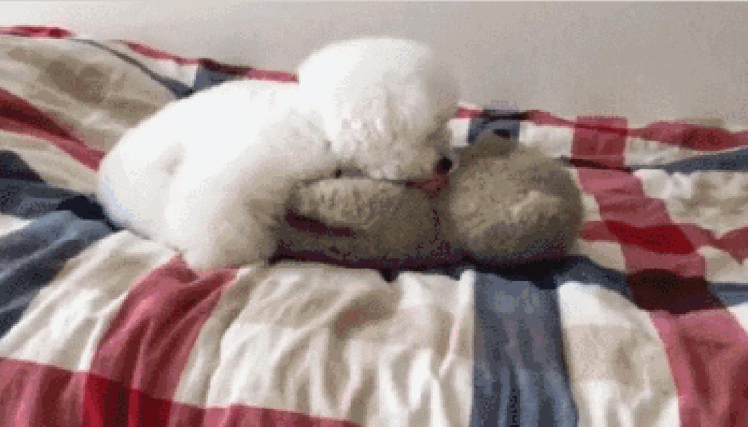 狗狗叼着玩具娃娃,狗狗玩玩具娃娃