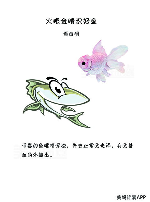 孕妇早期最合适吃的六种鱼,怀孕初期合适吃什么深海鱼