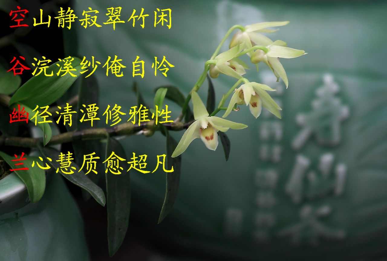 空谷幽兰完全版,一曲许巍的空谷幽兰