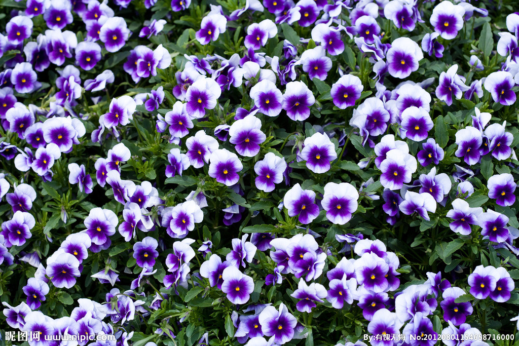 猫咪绝对不能吃的东西,猫咪能吃的食物