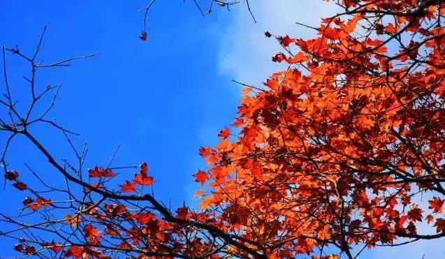 四川三个赏秋绝妙地,四川秋天最美的7个地方