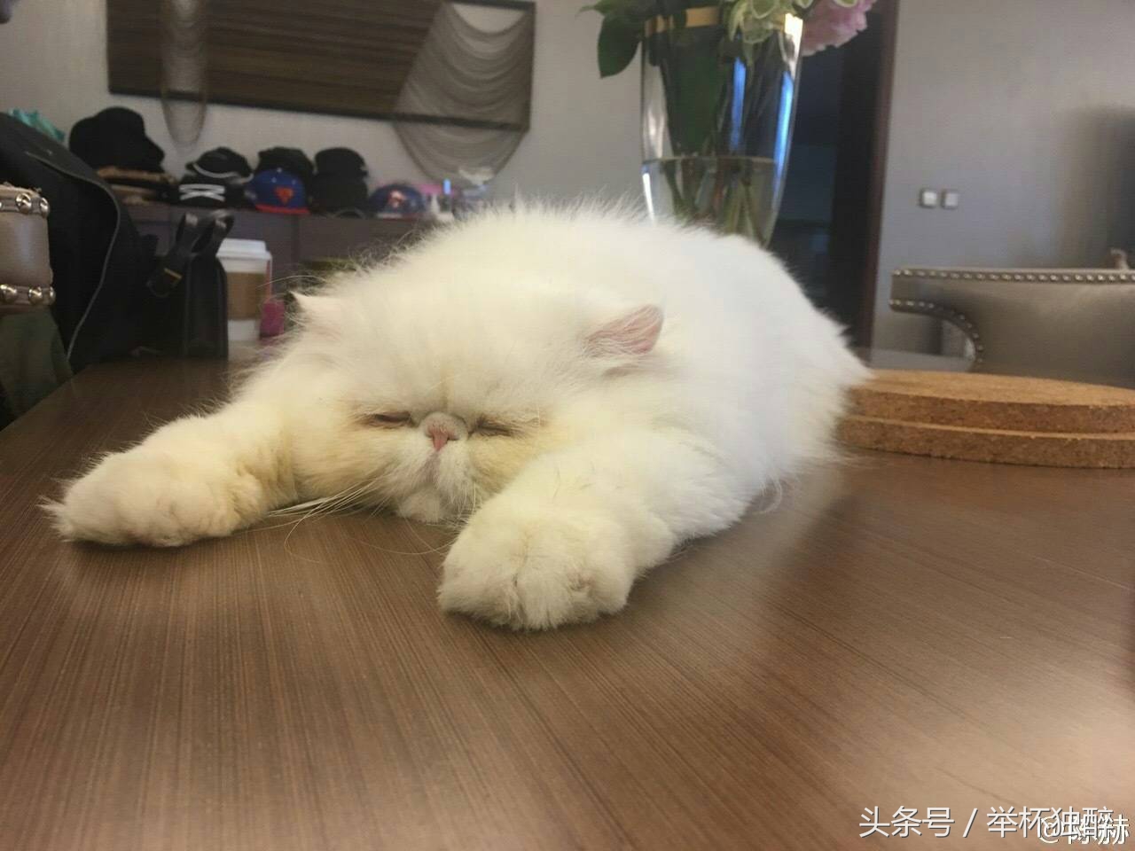 谢霆锋宠物,谢霆锋宠物乌龟